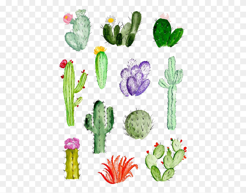 438x601 Cactaceae Watercolor Painting Succulent Plant Transprent Cactus Background, Artichoke, Produce, Vegetable HD PNG Download