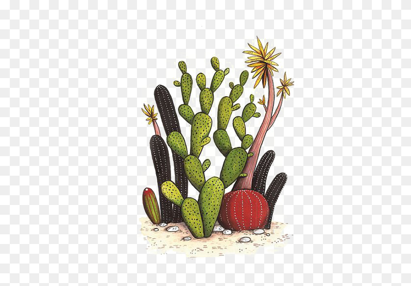 411x526 Dibujo De Cactus, Planta, Pickle Hd Png