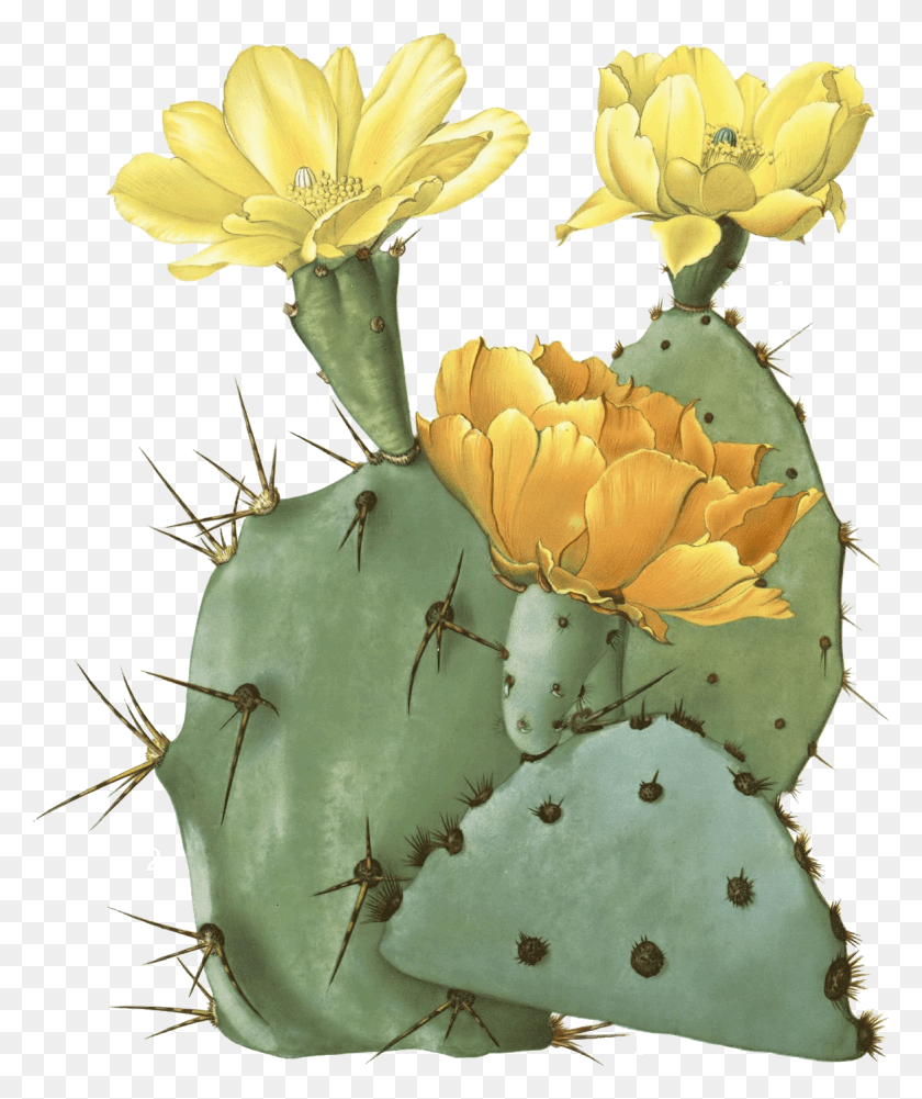 1169x1411 Cacti Of America Art Print From Antique Scientific Prickly Pear Botanical Illustration, Plant, Cactus HD PNG Download