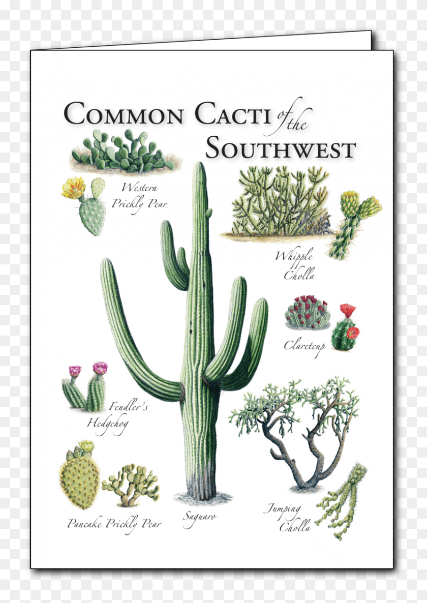 829x1197 Cacti Of The Southwest Regional Card San Pedro Cactus, Plant, Flyer, Poster HD PNG Download