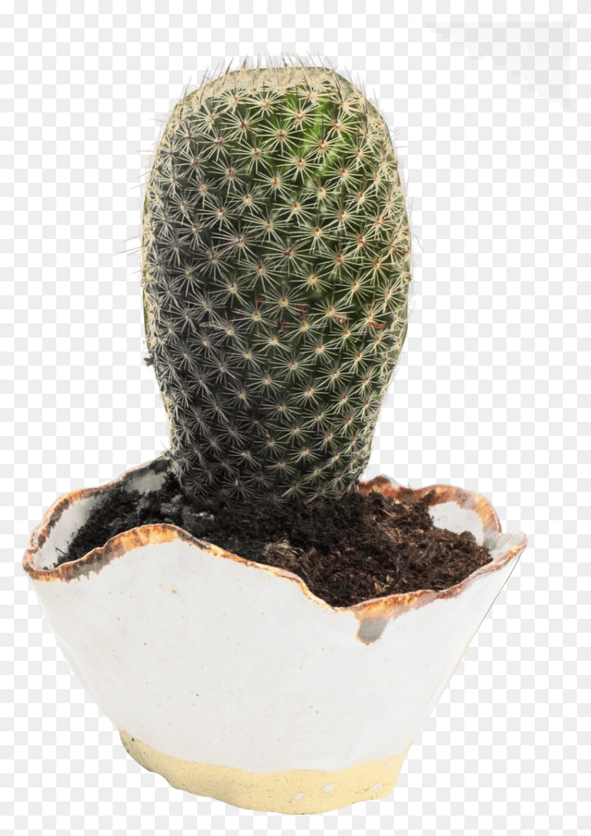 825x1195 Cactus, Plant, Tree HD PNG Download