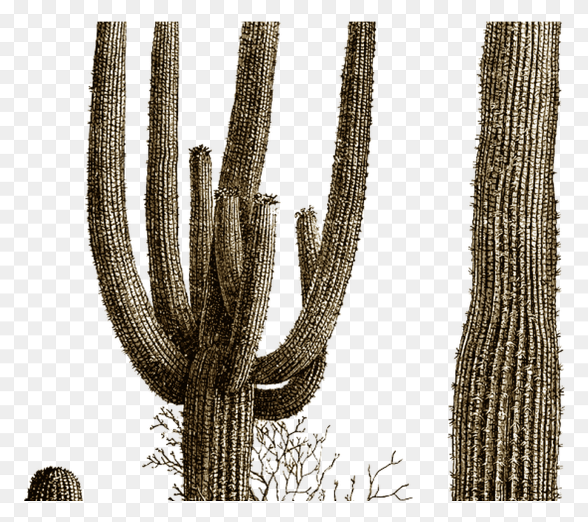 971x856 Cactus Best Images Clipart Free Desert Cactus Scene Black And White Clipart, Plant HD PNG Download