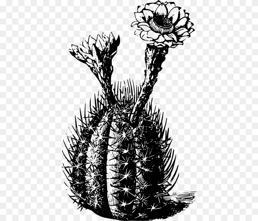 439x720 Cactus Black And White Gray Transparent PNG