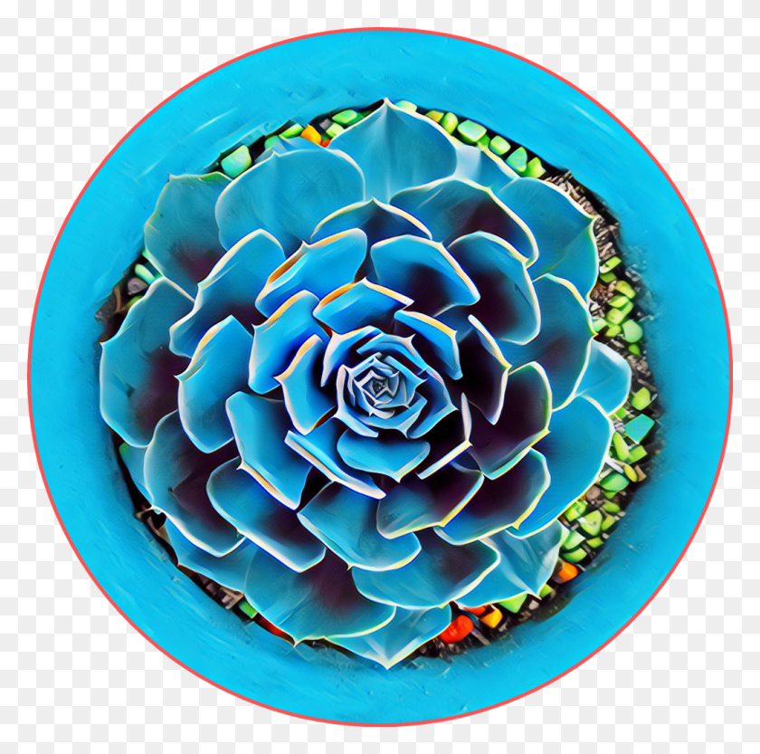 1024x1015 Cactus Azul Png Flor De Cactus Png