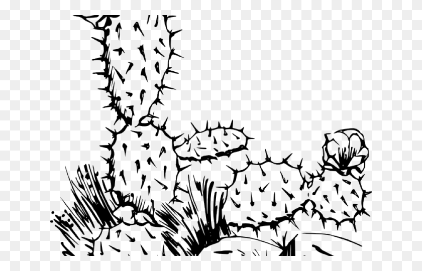 640x480 Descargar Png / Dibujo De Línea De Cactus Png