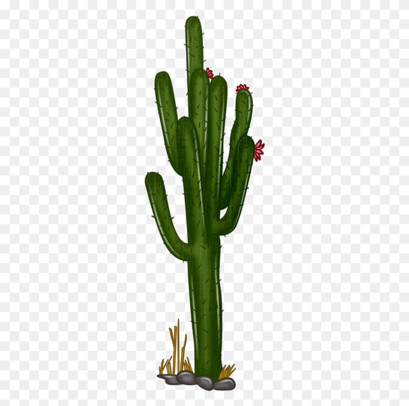 250x773 Cactus Png / Cactus Png