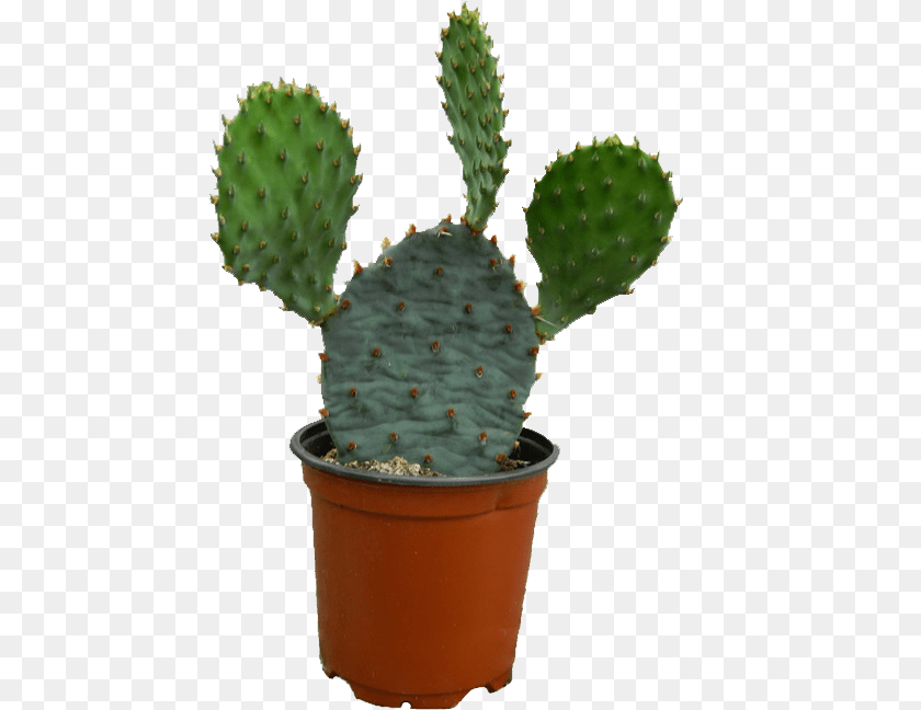 Cactus Image Cactus, Plant Transparent PNG