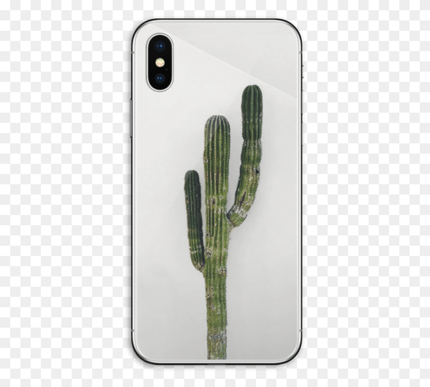 355x696 Кактус Мексикано Сан Педро Кактус, Растение, Мобильный Телефон, Телефон Hd Png Скачать