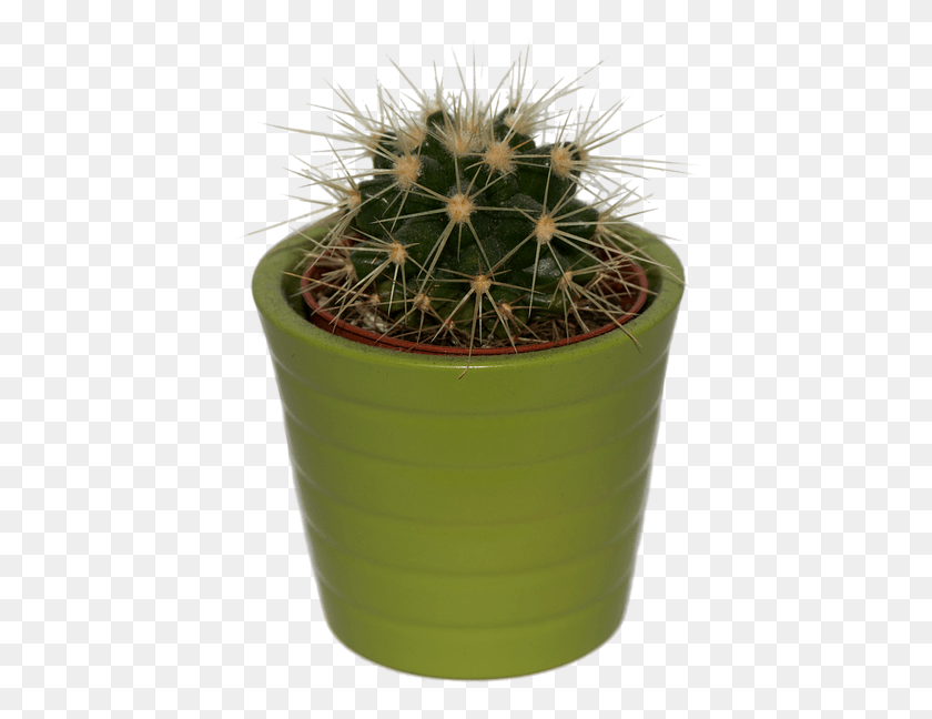 423x588 Cactus Plant Isolated Prickly Green Spur Cactus, Pot, Milk, Beverage HD PNG Download