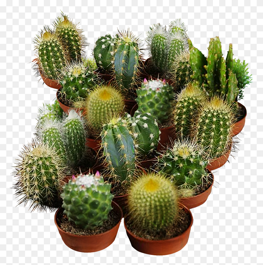 1531x1544 Descargar Png / Semillas De Cactus Para Plantar Cactus San Pedro Hd Png