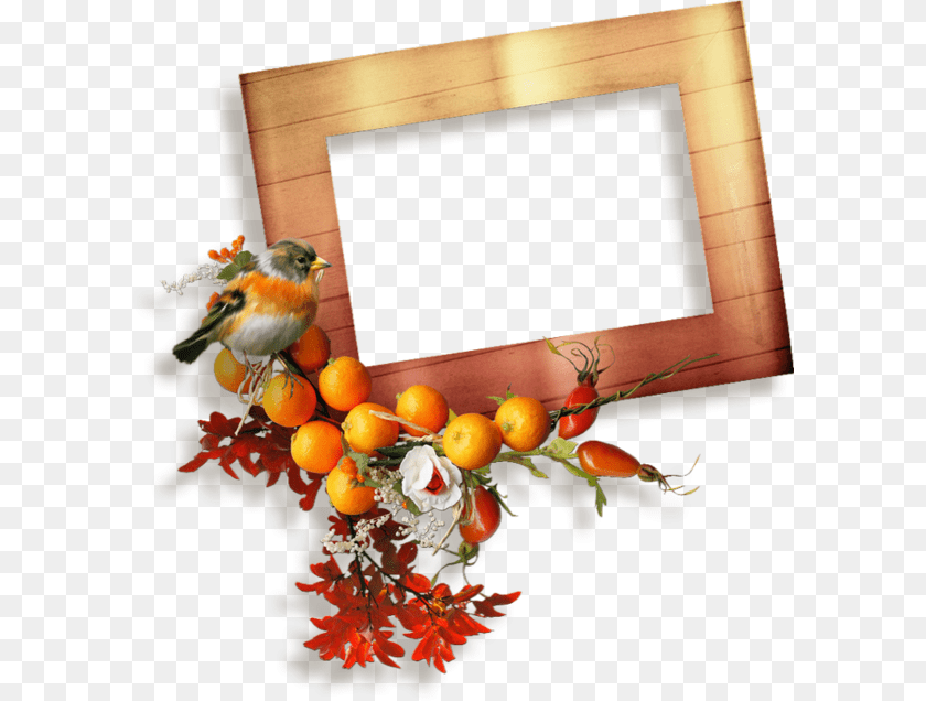 600x636 Cadre D39automne European Robin, Plant, Leaf, Animal, Bird Clipart PNG