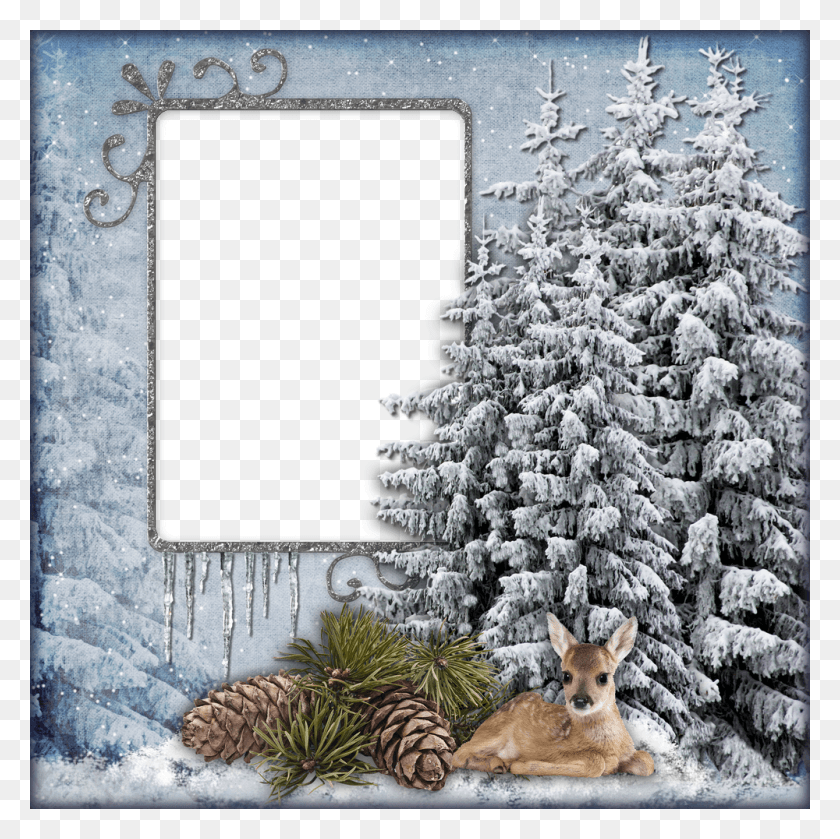 1000x1000 Cadre Hiver Neige Snow, Tree, Plant, Wildlife HD PNG Download