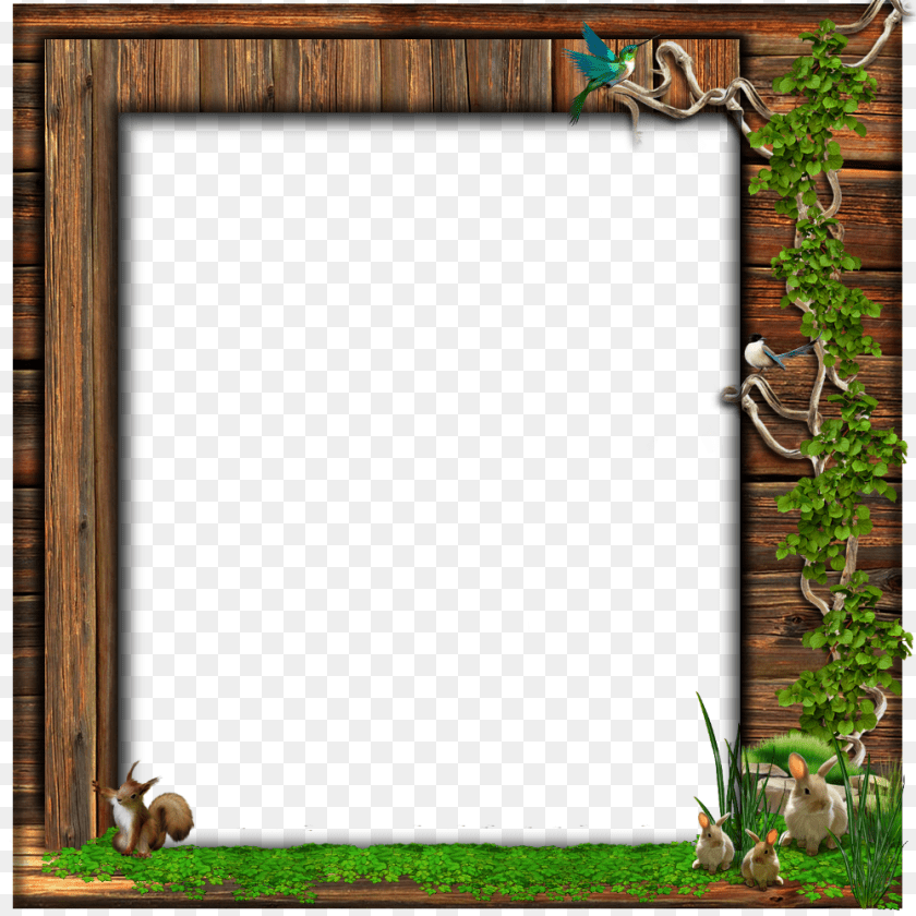 Cadre Nature Cadre, Animal, Bird, Chicken, Fowl PNG