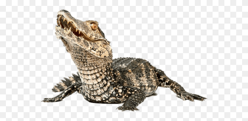 567x350 Кайман, Крокодил, Рептилия, Животное Hd Png Скачать