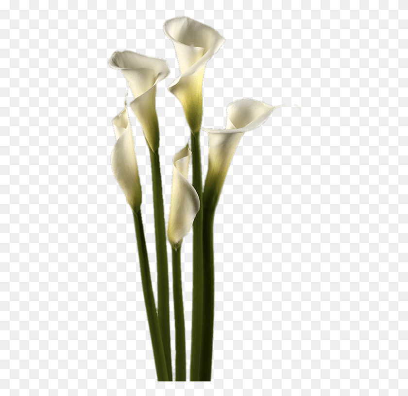 402x755 Cala, Plant, Flower, Blossom HD PNG Download