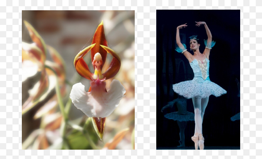 701x451 Caladenia Melanema La Orqudea Bailarina Caladenia Melanema Ballerina Orchid, Person, Human, Dance Hd Png