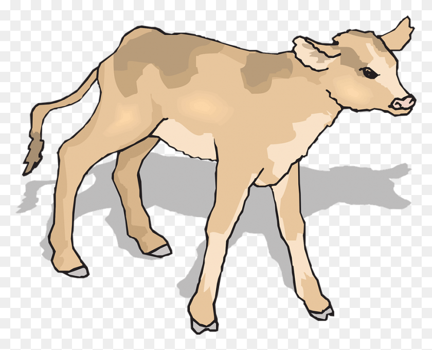 902x720 Calf Baby Cow Standing Shadow Young Mammal Calf Clipart, Animal, Wildlife, Cattle HD PNG Download