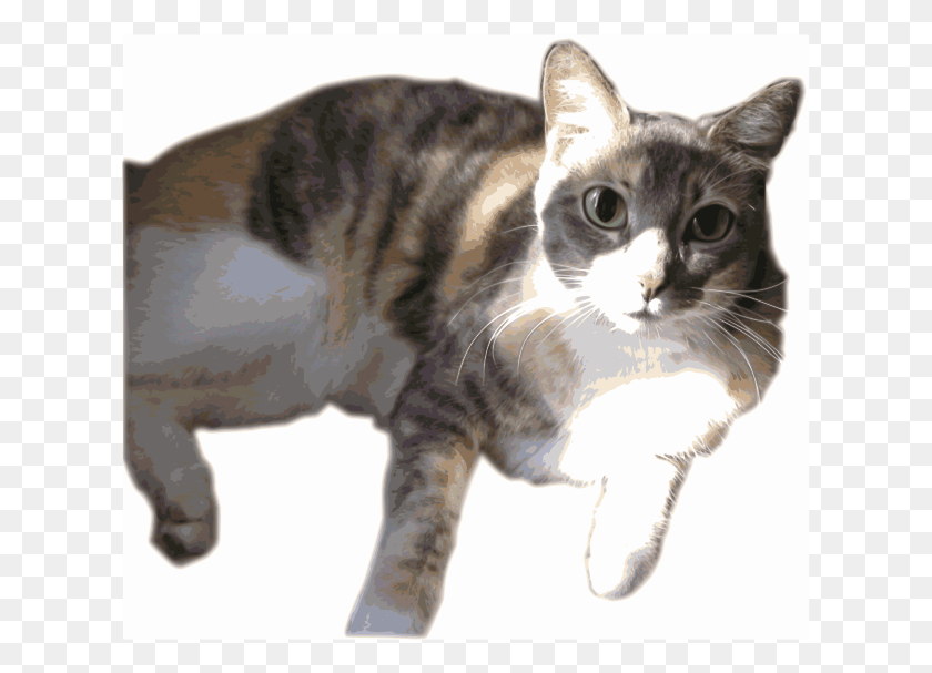 621x547 Calico Cat, Pet, Mammal, Animal HD PNG Download