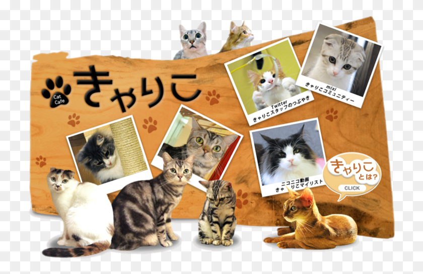 730x485 Calico Cat Cafe Cat Grabs Treat, Pet, Mammal, Animal HD PNG Download