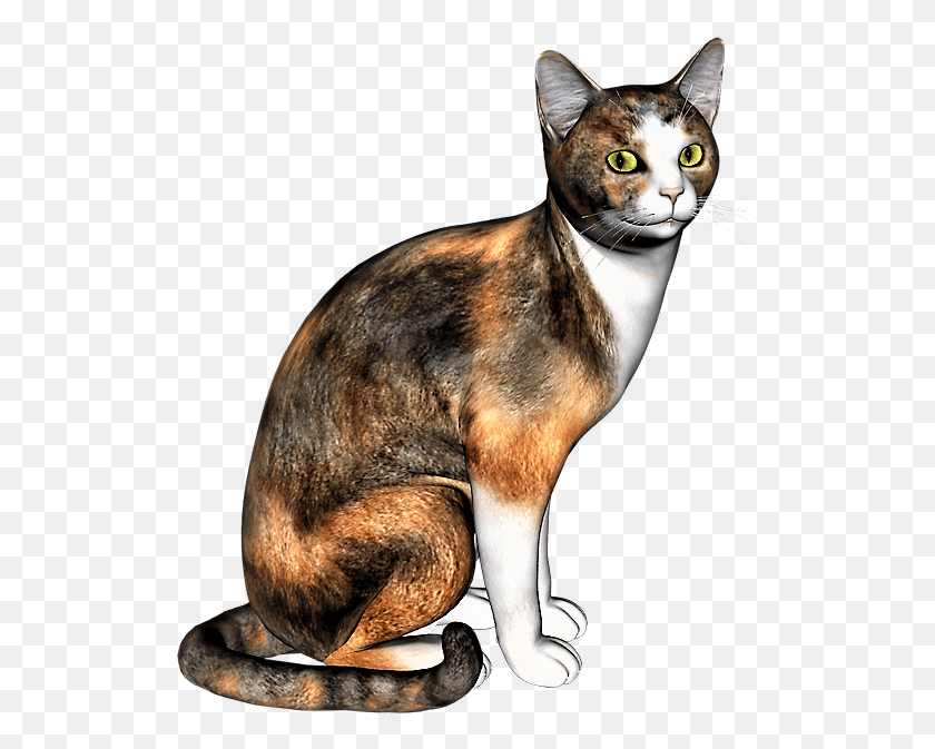 528x613 Calico Domestic Short Haired Cat, Abyssinian, Pet, Mammal HD PNG Download