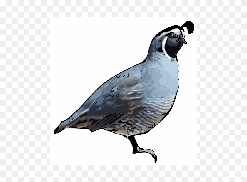 800x618 Calif Quail, Animal, Bird Clipart PNG