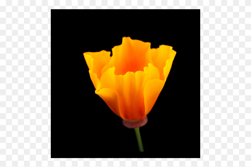 501x501 California Poppy By Rob Badger And Nita Winter Eschscholzia Californica, Plant, Flower, Blossom HD PNG Download
