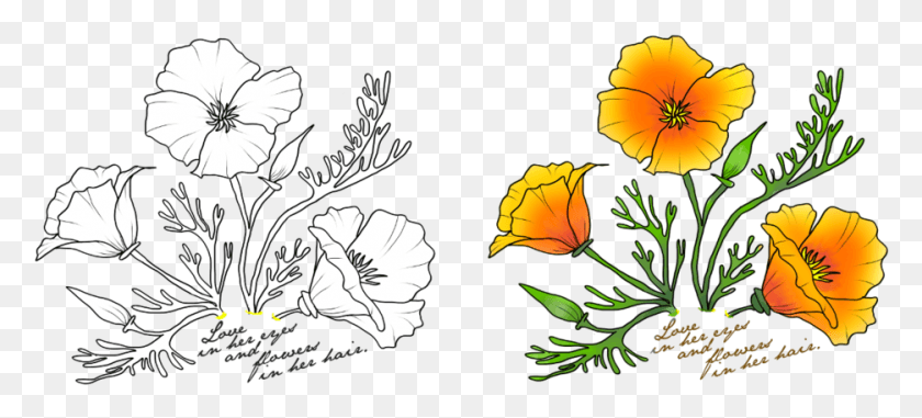 935x385 California Poppy Flower Outline, Floral Design, Pattern, Graphics HD PNG Download