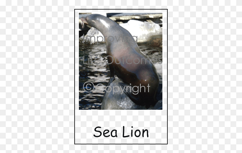 325x470 Калифорнийский Морской Лев, Млекопитающее, Морская Жизнь, Животное Hd Png Скачать