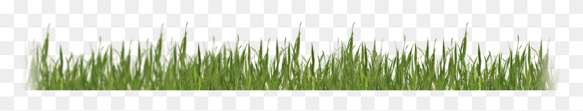 1336x173 Call Today Sweet Grass, Plant, Lawn, Vegetation HD PNG Download