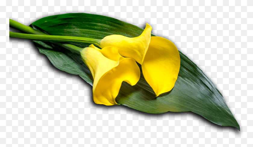 945x521 Цветок Каллы Цветок Природа Цветение Цветущее Растение Желтый Ирис, Лепесток, Нарцисс, Арасовые Png Скачать