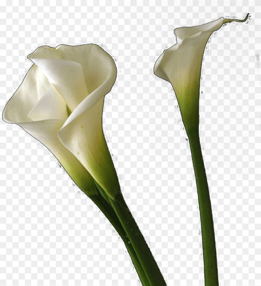 Calla Lilies Flowers Background, Flower, Petal, Plant, Rose Clipart PNG