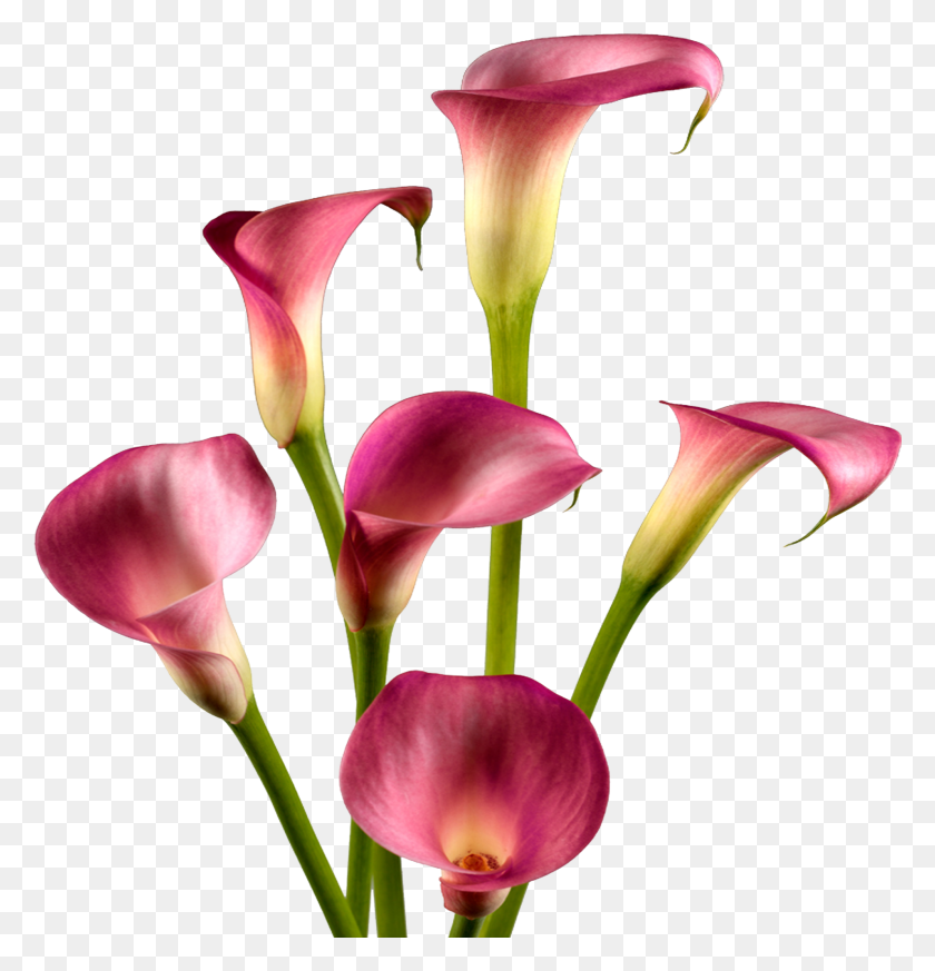 1912x1993 Калла Лилия, Растение, Цветок, Цветение Hd Png Скачать