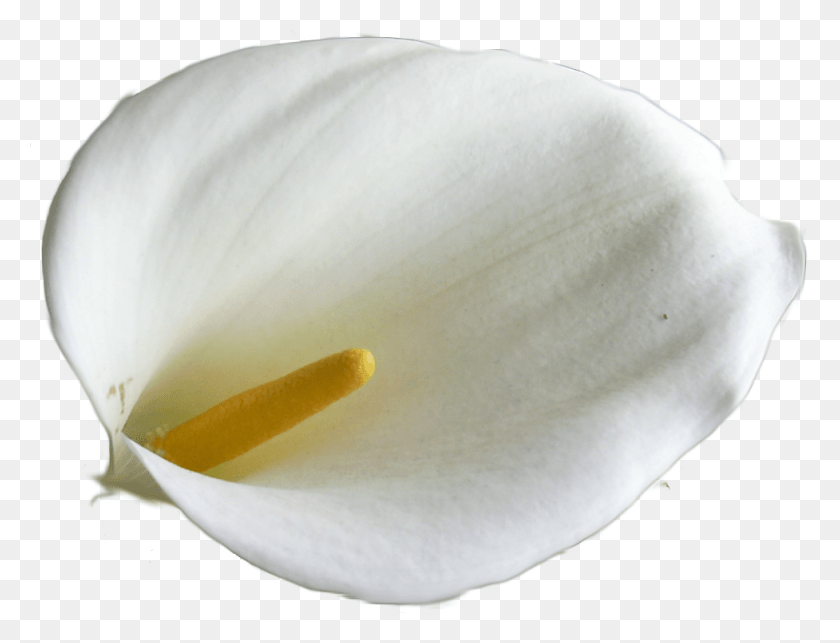 977x731 Calla Lily Image Giant White Arum Lily, Plant, Flower, Blossom HD PNG Download