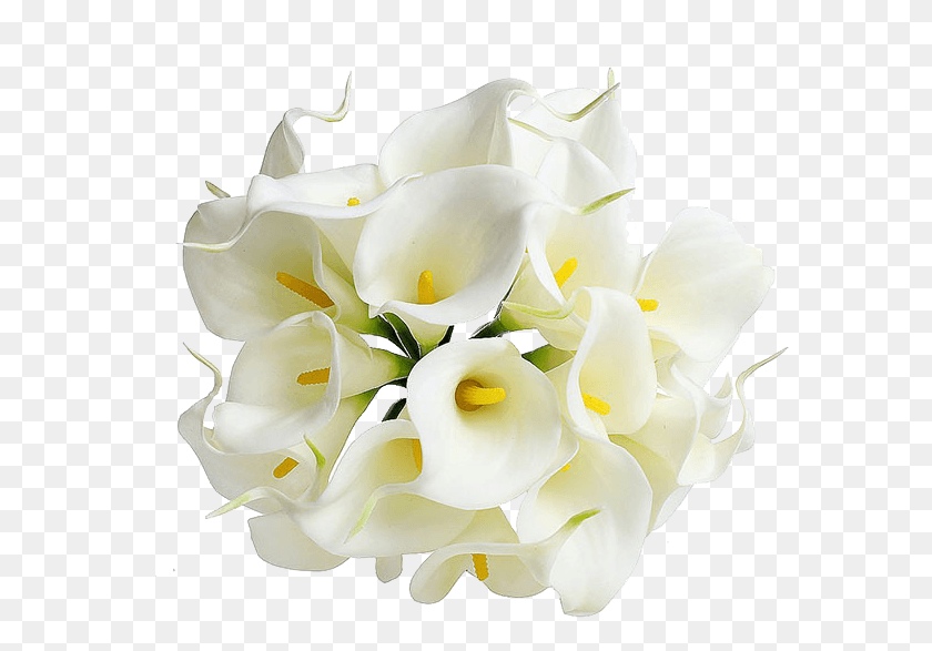 584x527 Calla Transparent Image Flor De Cala Blanca, Plant, Flower, Blossom HD PNG Download