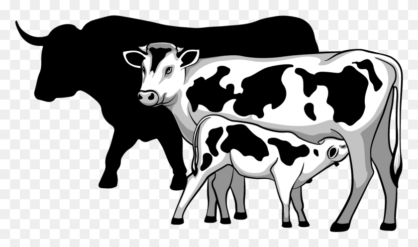 1144x640 Calves Dairy Amp Beef Cow With Calf Black And White, Cattle, Mammal, Animal HD PNG Download