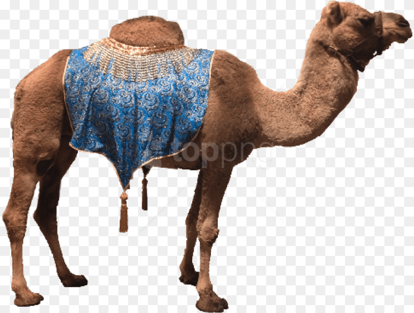 Camel, Animal, Mammal, Elephant, Wildlife Clipart PNG
