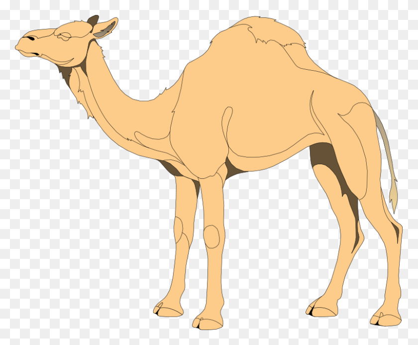 800x650 Camel 4 Free Vector Clip Art Of Camel, Mammal, Animal, Elephant HD PNG Download
