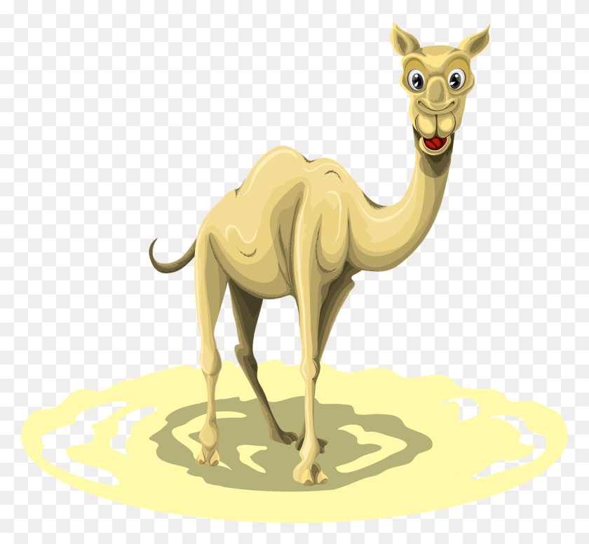 1280x1176 Верблюды Конкурс Красоты Запрещает Ботокс Верблюд, Млекопитающее, Животное, Антилопа Png Скачать