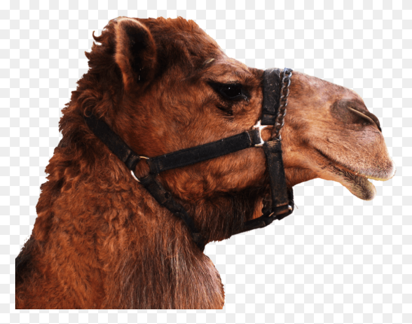 782x604 Camel Camel Head No Background, Dog, Pet, Canine HD PNG Download