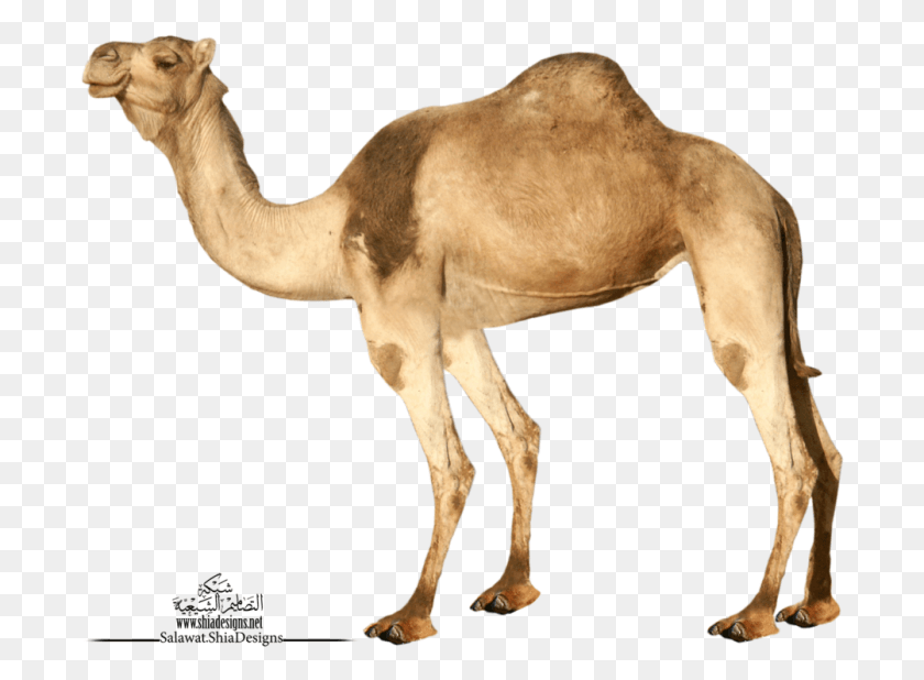695x558 Camel Camels With No Background, Mammal, Animal, Antelope HD PNG Download