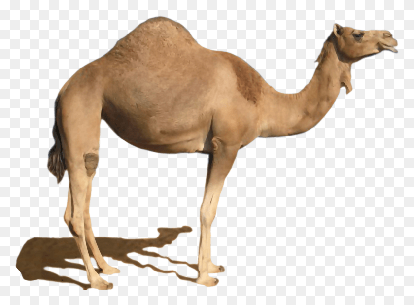 1843x1323 Camel Dromedary, Mammal, Animal, Horse HD PNG Download