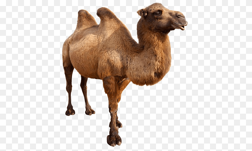 433x505 Camel Free Background Animals In Danger Book, Animal, Mammal, Kangaroo PNG