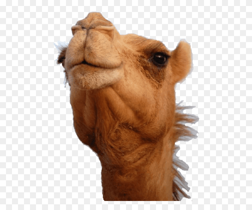 490x639 Фон Изображения Головы Верблюда Верблюды, Лев, Дикая Природа, Млекопитающие Hd Png Скачать
