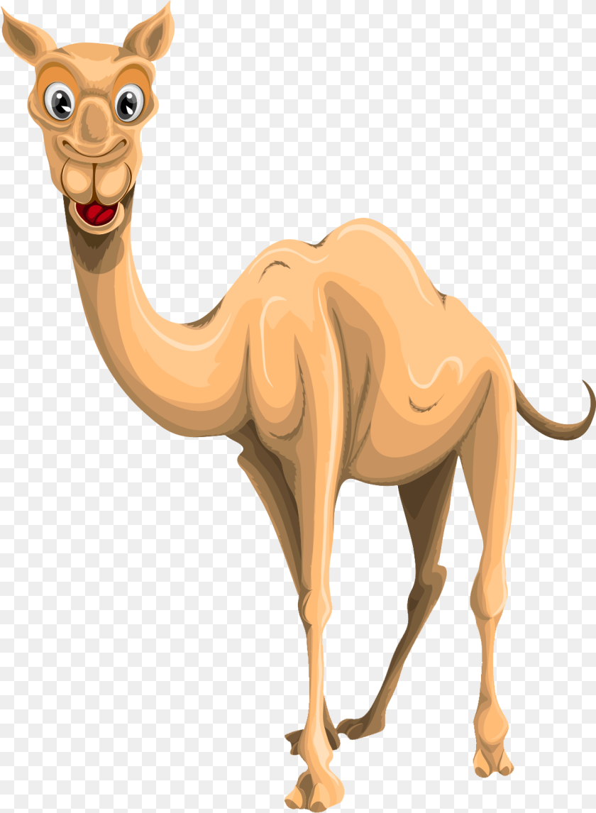 1198x1635 Camel Images Camel Image Background, Animal, Mammal, Kangaroo Sticker PNG