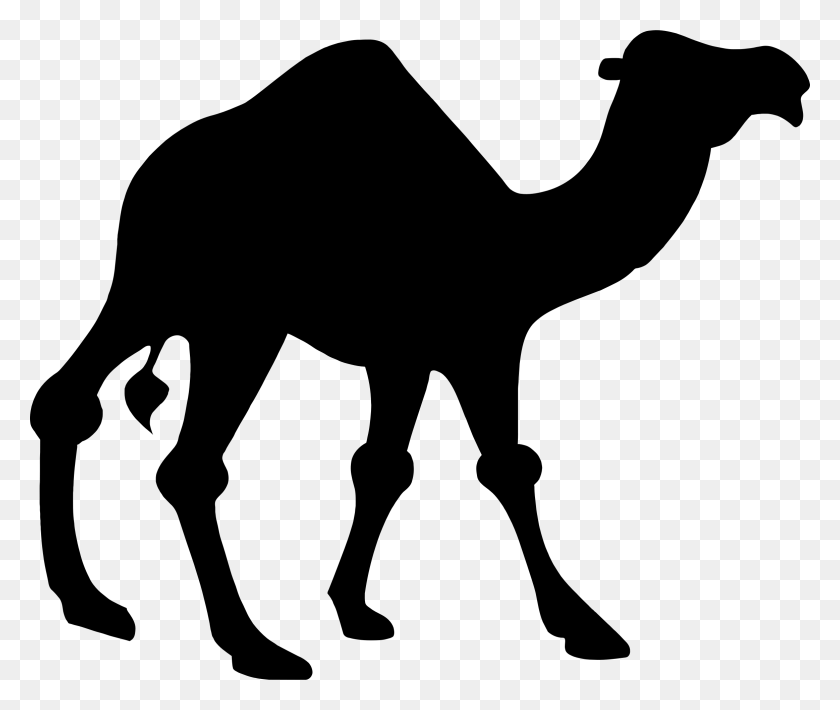 2326x1940 Camel Silhouette Clip Art Camel Clipart, Gray, World Of Warcraft HD PNG Download