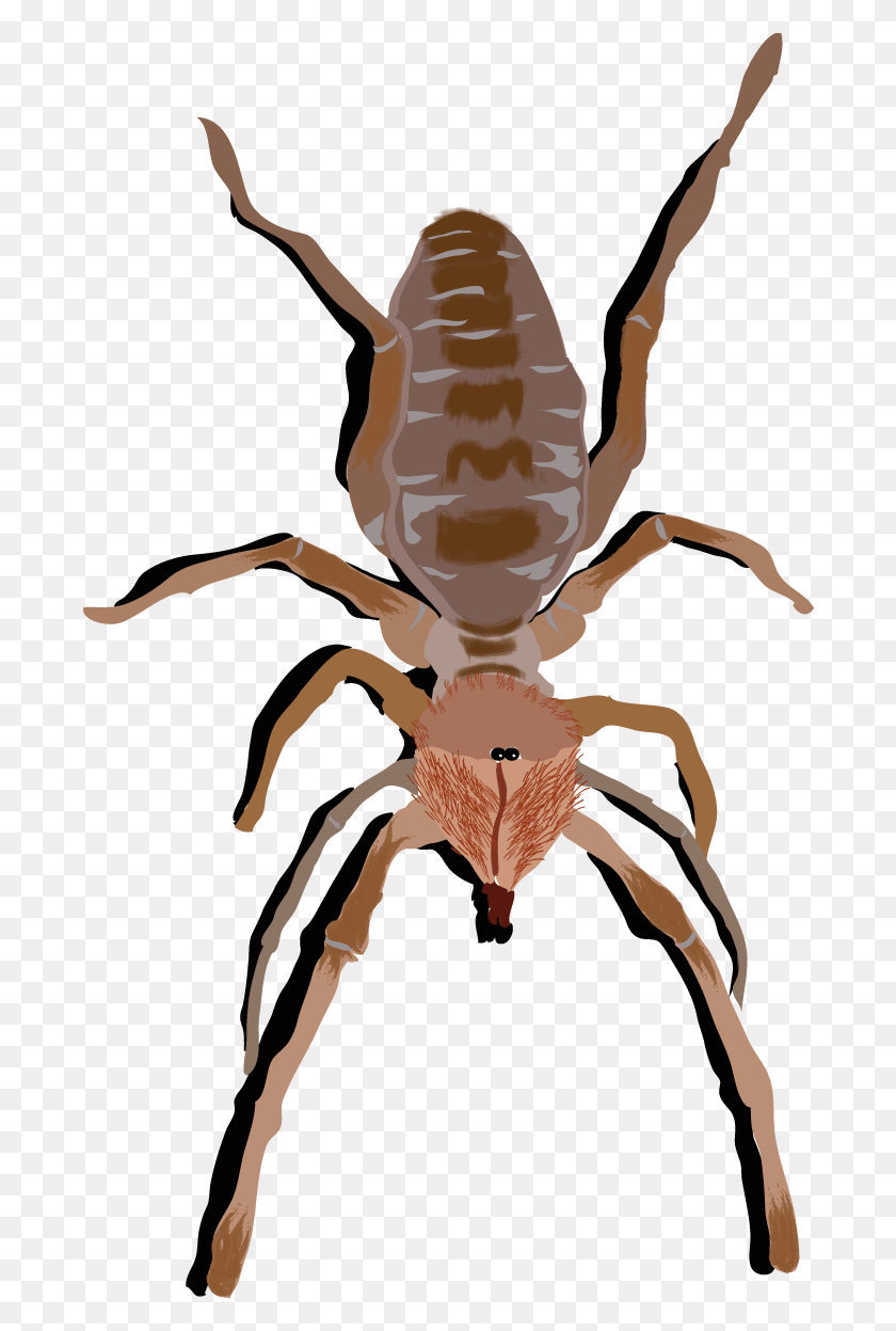 686x1187 Camel Spider Replica Camel Spider, Invertebrate, Animal, Insect HD PNG Download