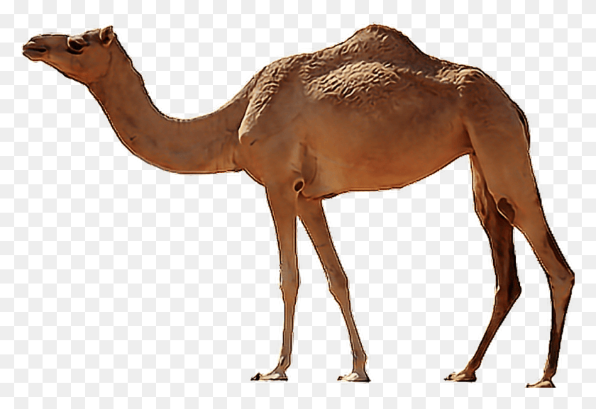 1024x679 Camel Sticker Camel On A White Background, Mammal, Animal, Horse HD PNG Download