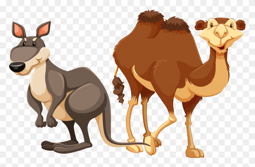 4711x2967 La Fotografía De Stock De Camello Ilustración, Animal, Mamífero, Canguro Hd Png