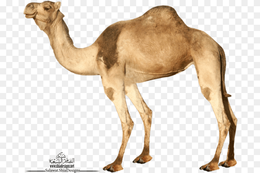 695x558 Camel Transparent Background Camel, Animal, Mammal, Antelope, Wildlife Clipart PNG