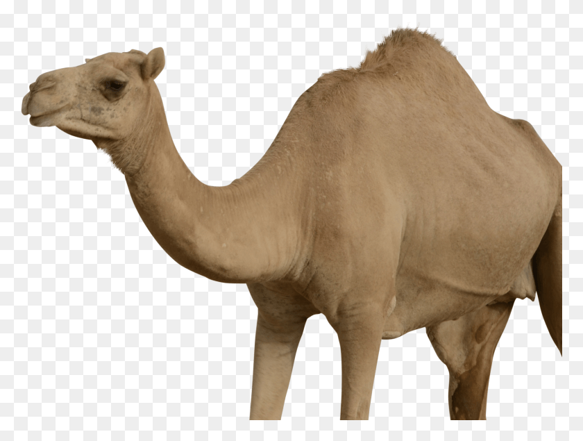 2178x1607 Camel Transparent Background Llama Transparent, Mammal, Animal, Horse HD PNG Download